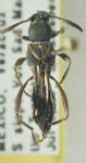 Tomopterus brevicornis
