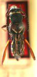 Tomopterus grossefoveolatus