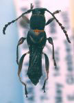 Tomopterus kunayala