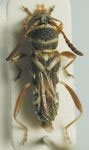 Tomopterus obliquus