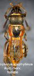Tomopterus staphylinus