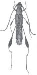 Brachylophora auricollis