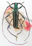 Closteropus argentatus