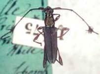 Cosmisoma aeneicollis