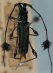 Cosmisoma albohirsutotibialis