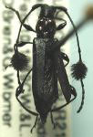 Cosmisoma brullei