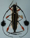 Cosmisoma lineatum