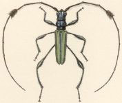 Cosmisoma martyr