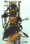 Cosmisoma plumicorne