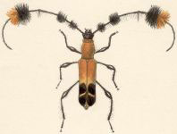 Cosmisoma titania