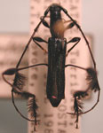 Cycnoderus (Ulododerus) barbatus