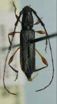 Cycnoderus (Cycnoderus) brevicolle