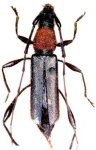 Cycnoderus (Cycnoderus) intincta