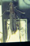 Dihammaphora aepytus