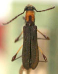 Dihammaphora aurovittata