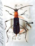 Dihammaphora chontalensis