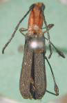 Dihammaphora gracicollis