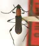 Dihammaphora ibirijarai