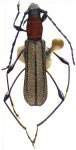 Dihammaphora mineira