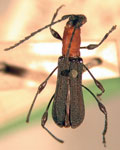 Dihammaphora nitidicollis