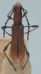 Dihammaphora peruviana