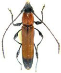 Dihammaphoroides jaufferti