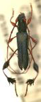 Dirocoremia ingae