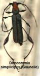 Dirocoremia simplicipes