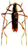 Gurubira apicalis