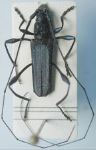 Gurubira tristis