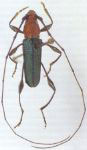 Ischionodonta colombiana