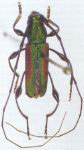 Ischionodonta iridipennis
