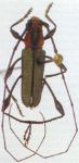 Ischionodonta pustulosa