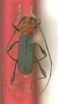 Ischionodonta serratula