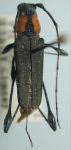 Ischionodonta serripes