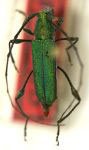 Ischionodonta smaragdina