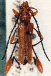Lathusia ferruginea