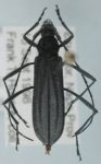 Listroptera carbonaria