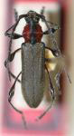 Rhopaliella bicolorata