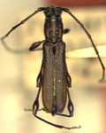 Rhopalophora bicolorella