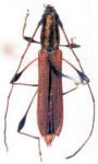 Rhopalophora casignata