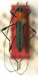 Rhopalophora paraensis