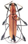 Rhopalophora pulverulenta