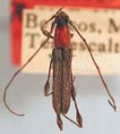 Rhopalophora punctatipennis