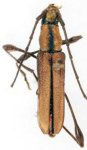 Rhopalophora venezuelensis