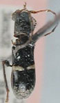  Tetranodus tropipennis