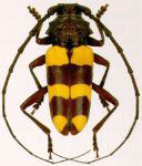 Aegoidus debauvei