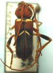 Aethecerinus hornii