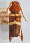 Aethecerinus wilsonii