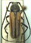 Amannus vittiger
